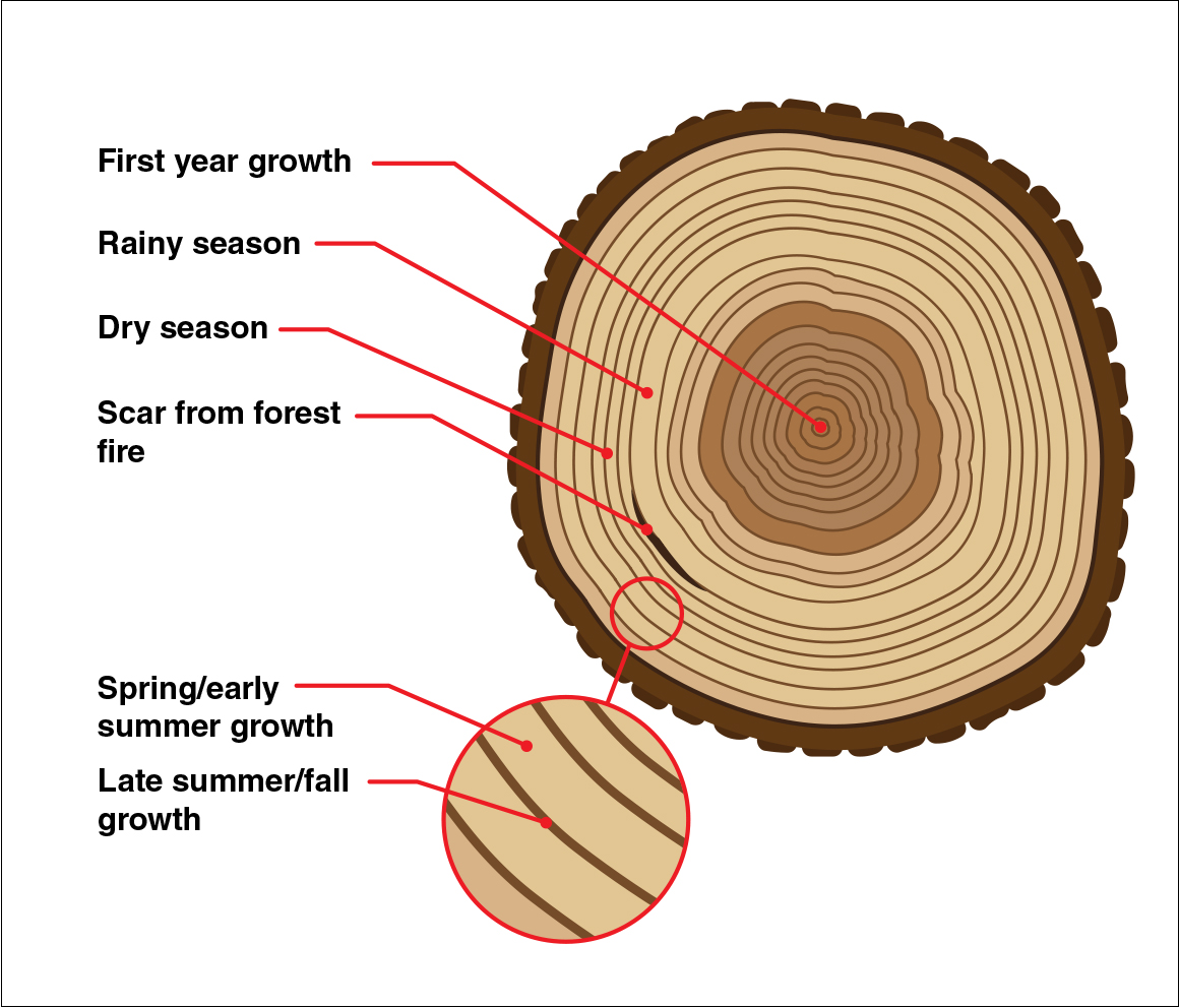 Cool as F**k Things You Need to Know About Trees