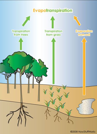 Cool as F**k Things You Need to Know About Trees